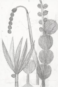 Dirk Zoete, Study for Cactus Species, 2018, pencil and graphite on paper, 110 x 73 cm