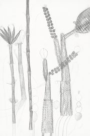 Dirk Zoete, Study for Cactus Species, 2018, pencil and graphite on paper, 110 x 73 cm