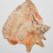 Martin Fenne, Shell, 2026, satin piping, aluminium mesh, paper, 112 x 101 x 2,5 cm